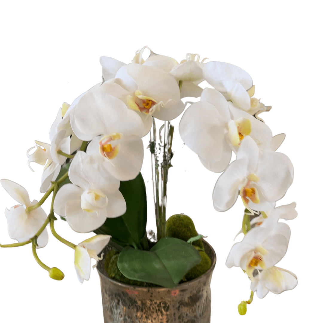 Orchid, 31" White - Lauren Egger Designs