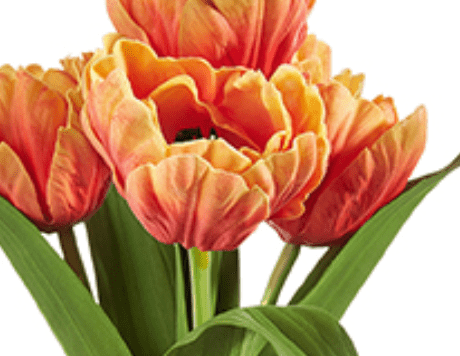 Parrot Tulip Bundle, Orange - Lauren Egger Designs
