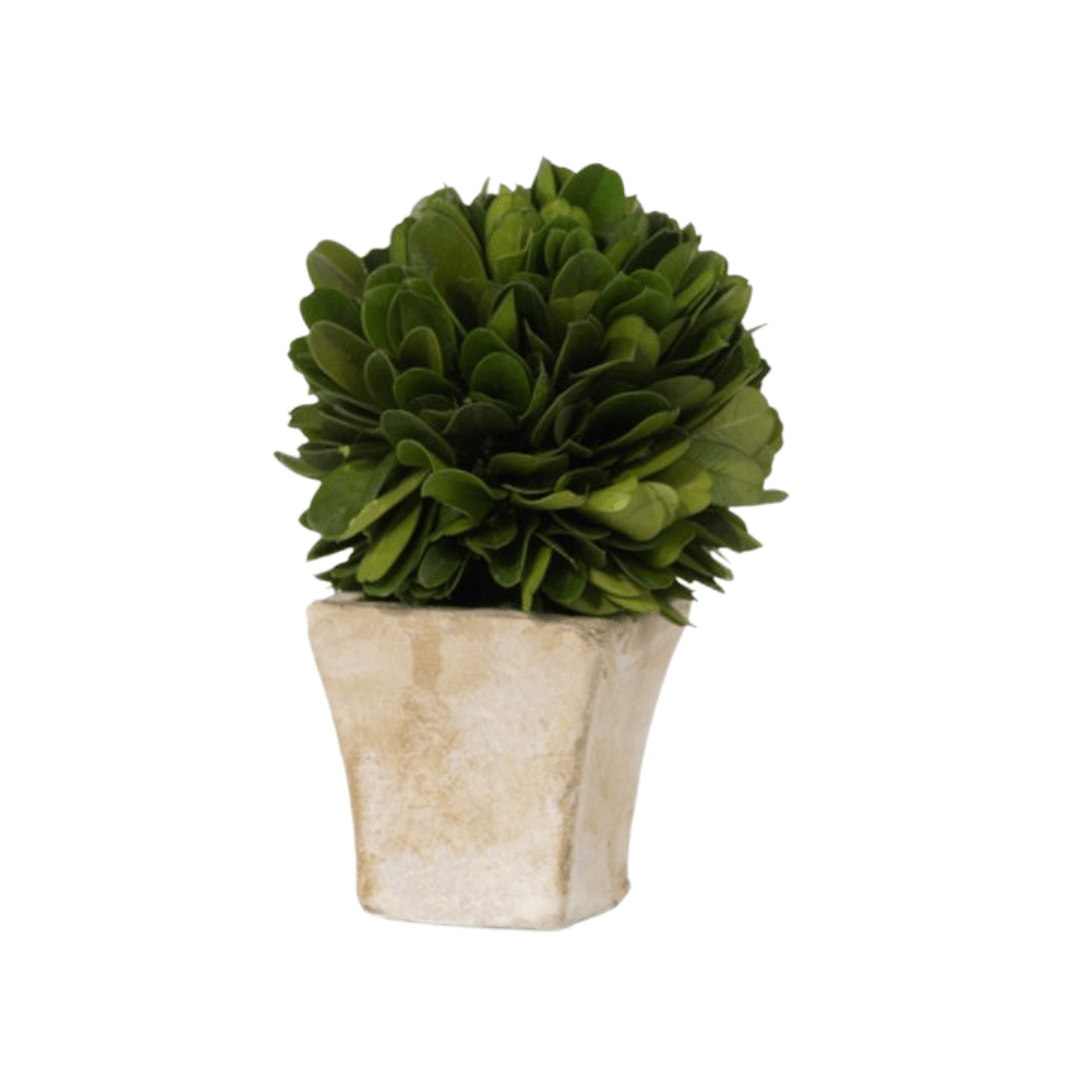 Round Boxwood Topiary in Square Pot - Lauren Egger Designs